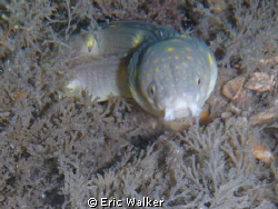 Sharptail Eel by Eric Walker 